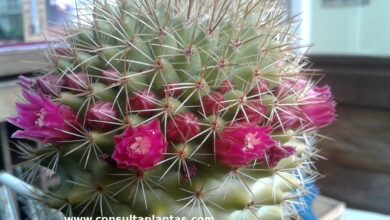 Photo of Cuidados com a planta Mammillaria backebergiana ou Biznaga