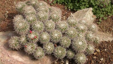 Photo of Cuidados com a planta Mammillaria compressa ou Biznaga comprimido