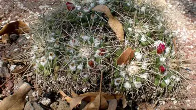 Photo of Cuidados com a planta Mammillaria crinita ou Biznaga por Zeilmann