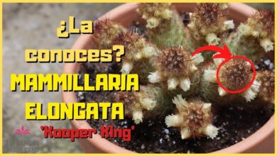 Photo of Cuidados com a planta Mammillaria elongata ou Biznaga elongada