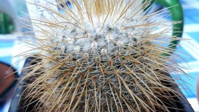 Photo of Cuidados com a planta Mammillaria flavicentra ou Biznaga de espinas aureas