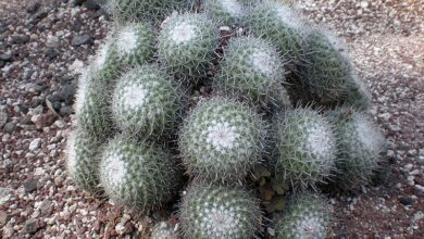 Photo of Cuidados com a planta Mammillaria haageana ou Biznaguita