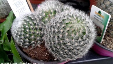 Photo of Cuidados com a planta Mammillaria laui ou Biznaga de Lau