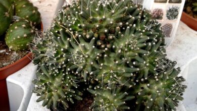 Photo of Cuidados com a planta Mammillaria painteri ou Biznaguita