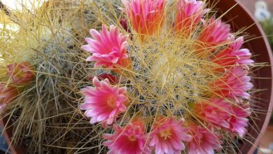 Photo of Cuidados com a planta Mammillaria pringlei ou Biznaga