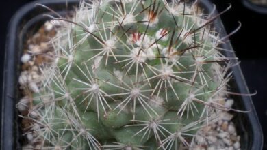 Photo of Cuidados com a planta Mammillaria schumannii ou Biznaga