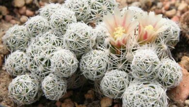 Photo of Cuidados com a planta Mammillaria vetula ou Mammillaria gracilis