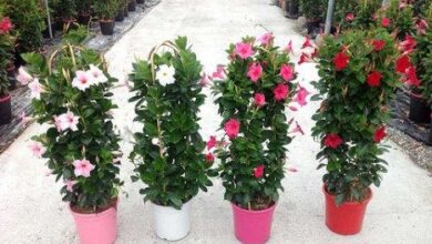 Photo of Cuidados com a planta Mandevilla sanderi ou Dipladenia sanderi