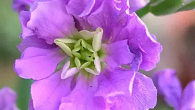 Photo of Cuidados com a planta Matthiola incana ou com o cravo de inverno