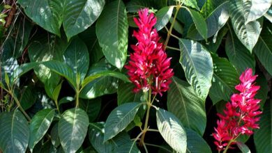 Photo of Cuidados com a planta Megaskepasma erythrochlamys ou Red Mantle