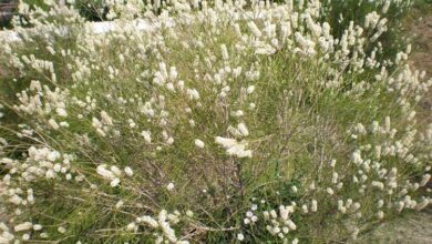 Photo of Cuidados com a planta Melaleuca huegelii ou Honey myrtle