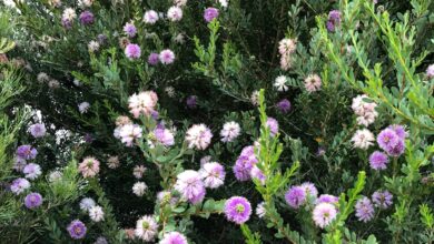 Photo of Cuidados com a planta Melaleuca nesophila ou Melaleuca rosa