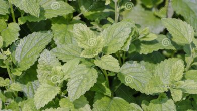 Photo of Cuidados com a planta Melissa officinalis, Melissa ou bálsamo de limão