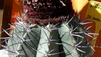 Photo of Cuidados com a planta Melocactus deinacanthus ou touca turca