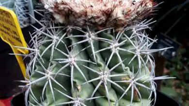 Photo of Cuidados com a planta Melocactus peruvianus ou Cactus townsendii