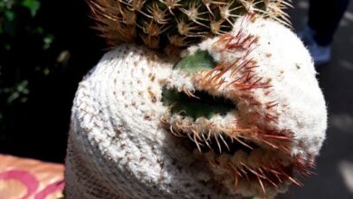 Photo of Cuidados com a planta Melocactus schatzlii ou Melocactus pescaderensis