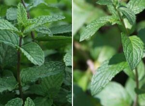 Photo of Cuidados com a planta Mentha sativa, Menta ou Hortelã-pimenta