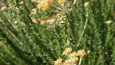 Photo of Cuidados com a planta Metalasia muricata ou Blombos