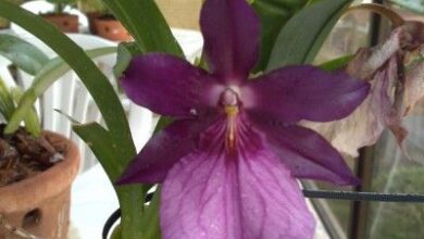 Photo of Cuidados com a planta Miltonia ou Pansy Orchid