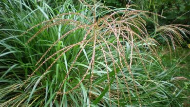 Photo of Cuidados com a planta Miscanthus sinensis, Miscantus ou Eulalia