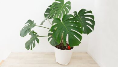 Photo of Cuidados com a planta Monstera deliciosa ou Adam’s Rib