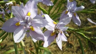 Photo of Cuidados com a planta Moraea polystachya ou Moraea