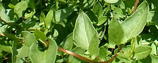 Photo of Cuidados com a planta Muehlenbeckia hastulata ou Quilo