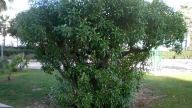 Photo of Cuidados com a planta Myoporum acuminatum ou Mioporo