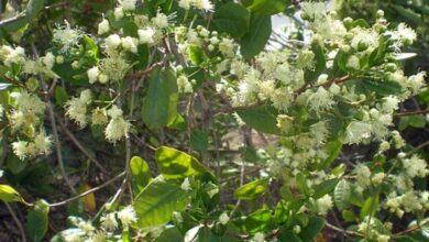 Photo of Cuidados com a planta Myrceugenia exsucca ou Pitra