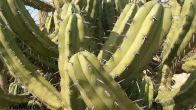 Photo of Cuidados com a planta Myrtillocactus geometrizans ou Garambullo