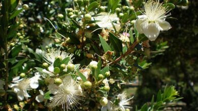 Photo of Cuidados com a planta Myrtus communis, myrtle ou myrtle