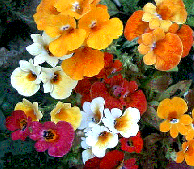 Photo of Cuidados com a planta Nemesia strumosa ou Nemesia