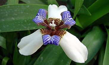 Photo of Cuidados com a planta Neomarica gracilis ou lírio andante