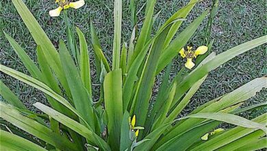 Photo of Cuidados com a planta Neomarica longifolia ou íris caminhada amarela