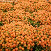 Photo of Cuidados com a planta Nertera granadensis, Coralito ou Musgo de Coral