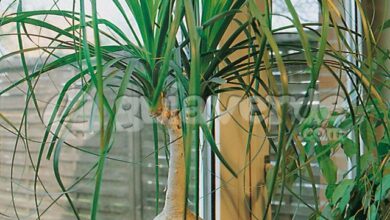 Photo of Cuidados com a planta Nolina recurvata ou Beaucarnea recurvata