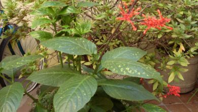 Photo of Cuidados com a planta Odontonema strictum, Odontonema ou Colorín