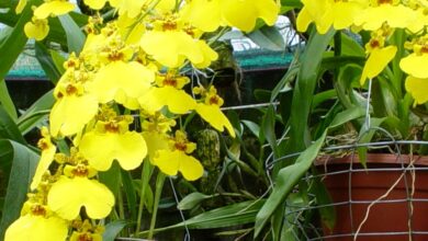 Photo of Cuidados com a planta Oncidium, Oncidio ou Dama Dançarina