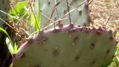 Photo of Cuidados com a planta Opuntia santa-rita ou Duraznilla