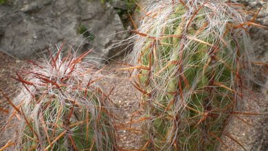 Photo of Cuidados com a planta Oreocereus celsianus ou Oreocereus fossulatus