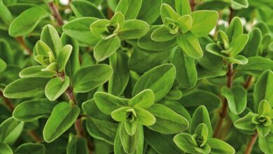 Photo of Cuidados com a planta Origanum majorana ou Manjerona