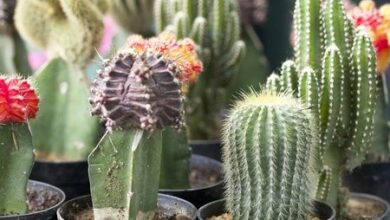 Photo of Cuidados com a planta Pachycereus marginatus ou órgão de Cactus