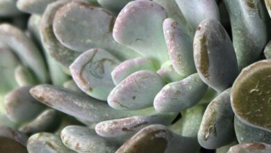 Photo of Cuidados com a planta Pachyphytum bracteosum ou Pachifito