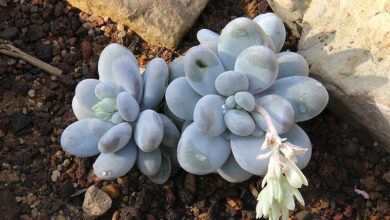 Photo of Cuidados com a planta Pachyphytum oviferum ou pedra da lua