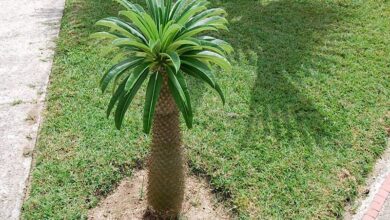 Photo of Cuidados com a planta Pachypodium lamerei, palmeira ou palmeira de Madagáscar