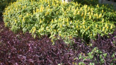 Photo of Cuidados com a planta Pachystachys lutea ou Paquistaquis