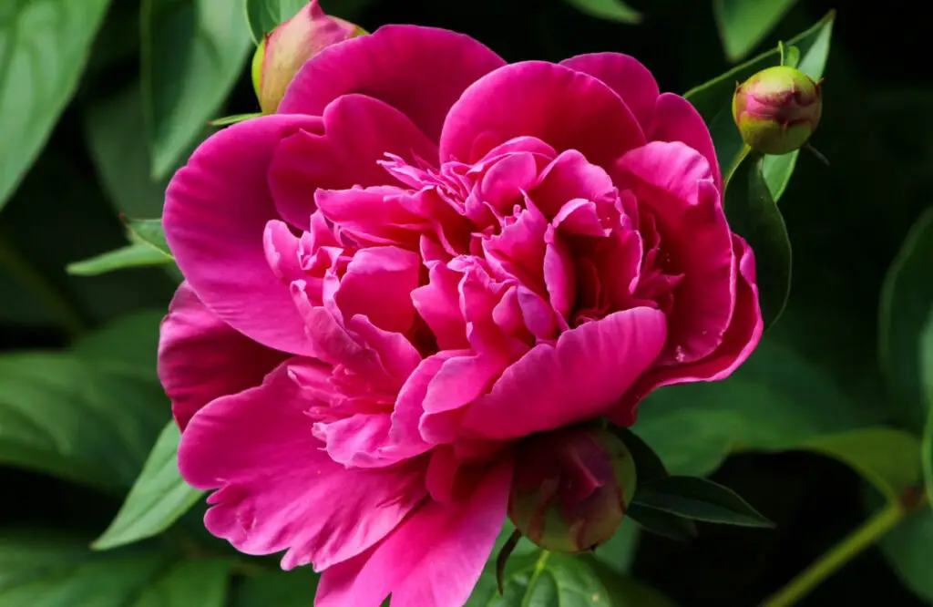 Cuidados com a planta Paeonia ou Peony Noticias De Jardim