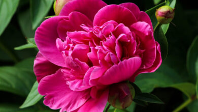 Photo of Cuidados com a planta Paeonia ou Peony