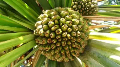 Photo of Cuidados com a planta Pandanus utilis ou Pandano