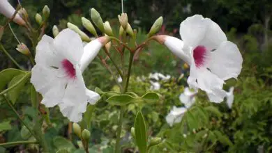 Photo of Cuidados com a planta Pandorea jasminoides ou White Bignonia